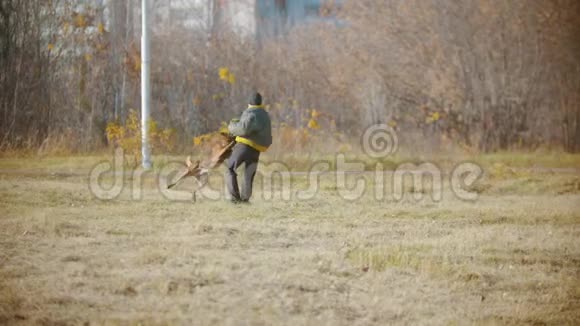 一个男人训练他的德国牧羊犬狗咬紧牙关在夹克和教练的保护套上视频的预览图