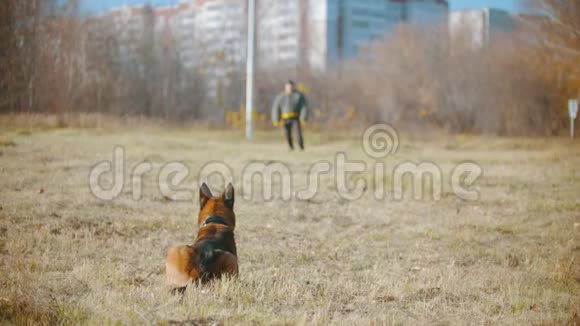 一个人训练他的德国牧羊犬狗跑在驯兽师和强烈咬紧牙齿的袖子上视频的预览图