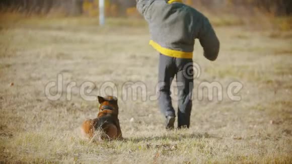 一个穿着防护夹克的驯马师在离他的德国牧羊犬很远的地方散步视频的预览图