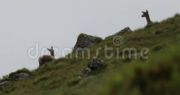 多雨的傍晚苏格兰山区的小野鹿群视频的预览图