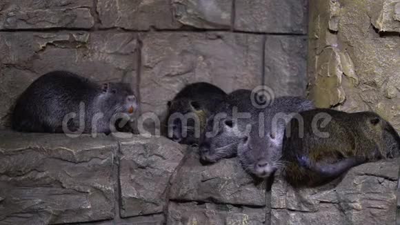 四只海狸躺在石头上视频的预览图