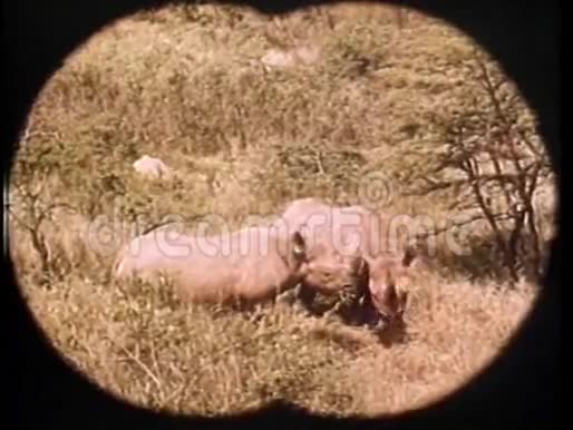 通过望远镜观察非洲放牧犀牛的情况视频的预览图