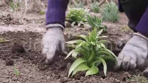 女人在花园里种花女园丁在花坛土壤中移栽开花植物视频的预览图