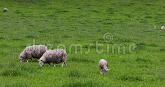 苏格兰风景优美的草地传统景观中有羊4K页视频的预览图
