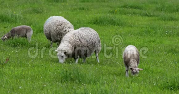 苏格兰风景优美的草地传统景观中有羊4K页视频的预览图