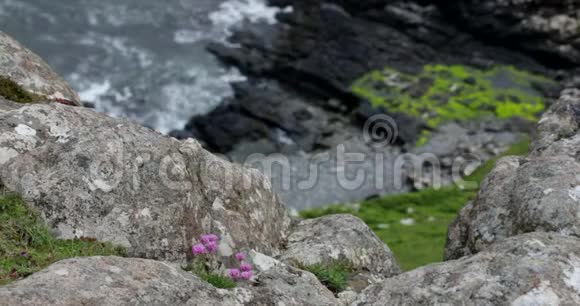 传统苏格兰山脉花卉特写4K页视频的预览图