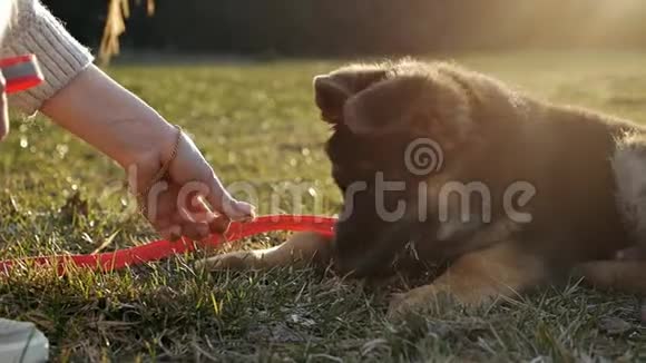 慢动作德国牧羊犬小狗在绿草中一只纯种狗的小狗视频的预览图