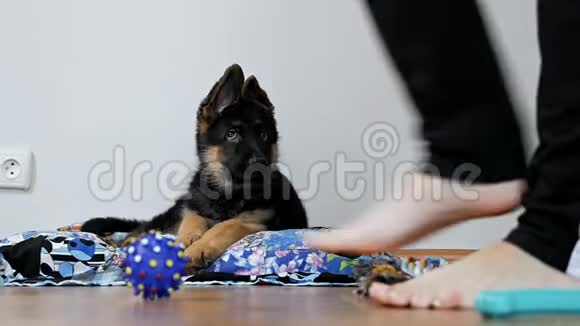 两个月大的狗带玩具德国牧羊犬在地上拿着玩具特写女孩腿踩在地上视频的预览图