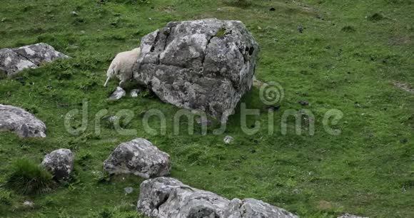 苏格兰风景优美的草地传统景观中有羊视频的预览图