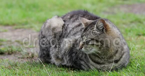 雨天苏格兰公园里的街猫视频的预览图