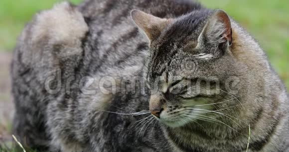 雨天苏格兰公园里的街猫视频的预览图