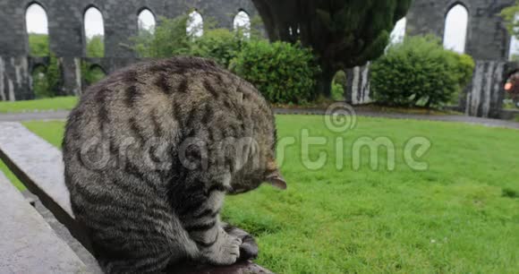 雨天苏格兰公园里的街猫视频的预览图