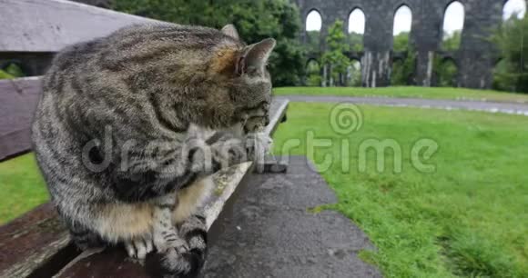 雨天苏格兰公园里的街猫视频的预览图