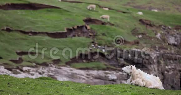 苏格兰风景优美的草地传统景观中有羊视频的预览图