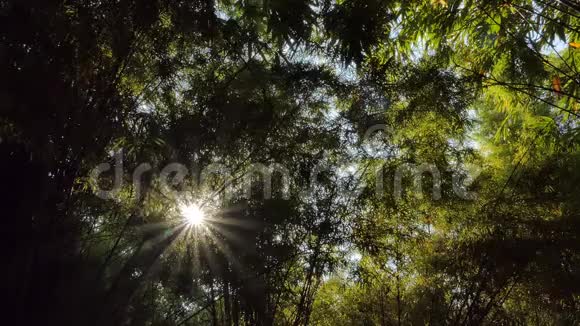 在热带雨林中通过竹树发光视频的预览图