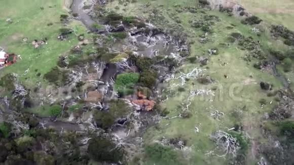 从福克兰群岛直升机俯瞰海岸线的青山全景视频的预览图