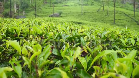 斯里兰卡山区高原茶园的美丽全景视频的预览图