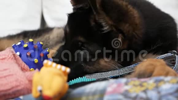 一只两个月大的黑色牧羊犬和她最喜欢的玩具的肖像视频的预览图