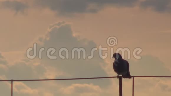 一只鸽子飞向黑暗的天空视频的预览图