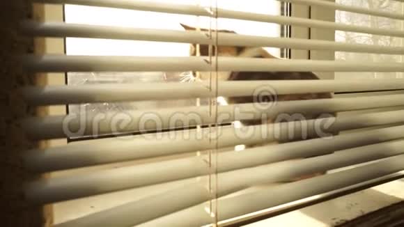 灰色的小猫休息在一个阳光明媚的窗台上百叶窗透过窗户看视频的预览图