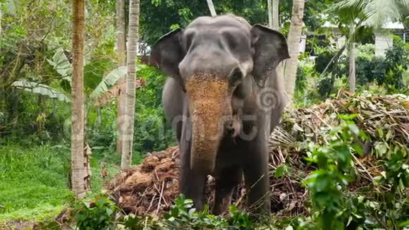 印度小村庄旁边丛林森林中的印度大象4k镜头视频的预览图