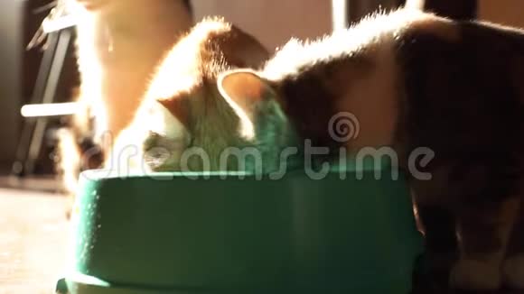 两只小猫从一个绿色的碗特写中吃视频的预览图