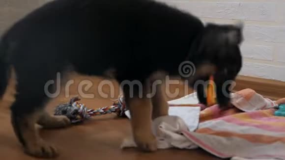 两个月大的狗带玩具德国牧羊犬太可爱了很有趣的狗年轻的德国牧羊犬玩玩具视频的预览图