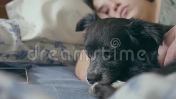 一只可爱的黑狗棕色的眼睛和他的情妇躺在床上他抚摸着她的耳朵直到他睡着了视频的预览图