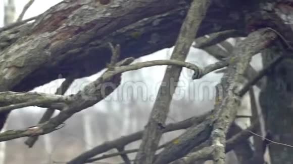 枯树枝背景模糊视频的预览图