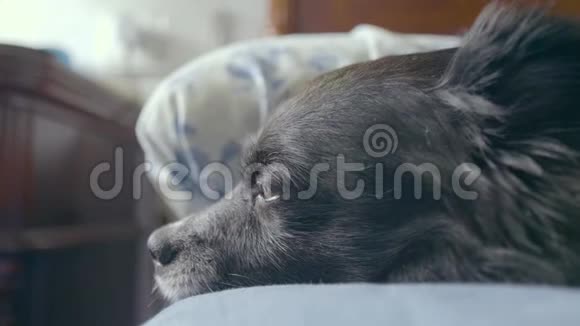一只棕色眼睛的可爱的黑狗即将在床上入睡它收到了小主人的一个吻视频的预览图