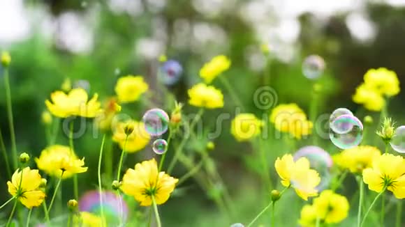 黄花的田野在阳光的照射下吹着泡泡在绿色的背景下夏天春天开花植物绿花视频的预览图
