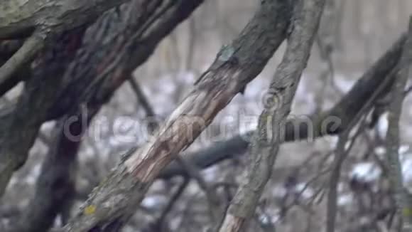 干燥的树枝高钻头视频的预览图