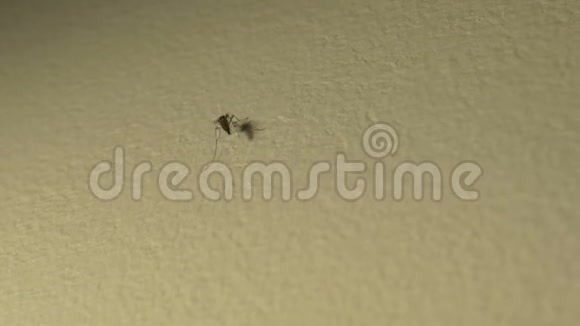 房间墙上的蚊子视频的预览图
