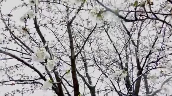 早春樱花晚雪从下面用雪花射向相机视频的预览图