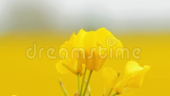 盛开的油菜花在夏日绽放的明黄油菜花中视频的预览图
