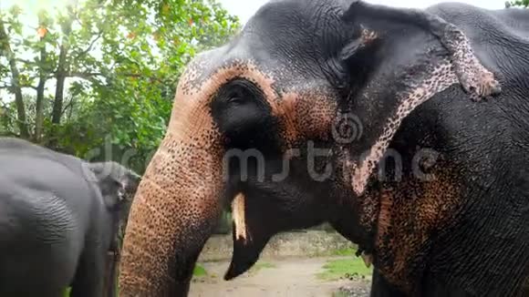 斯里兰卡后备公园内印度成年大象进食4k特写视频视频的预览图