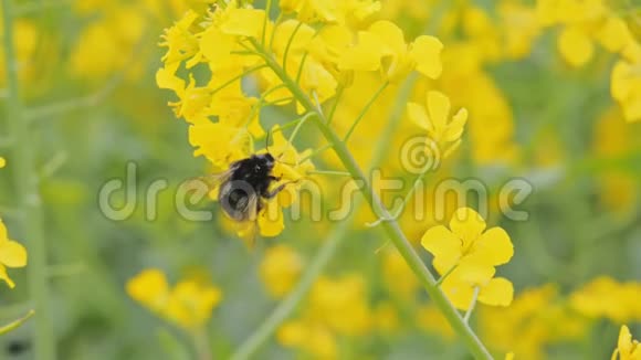 一个开花的亮黄色油菜与大黄蜂的特写视频的预览图