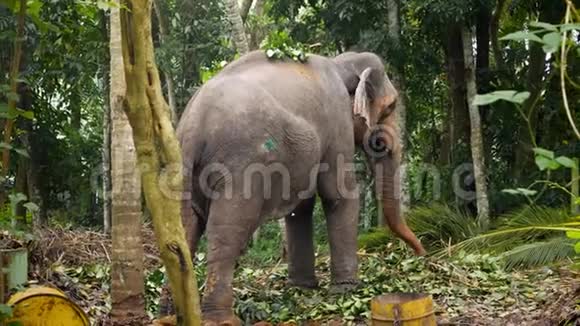 热带丛林森林中孤独大象被拴在树上的4k视频视频的预览图
