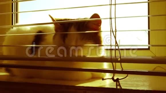 白色小猫睡在阳光明媚的窗台上温暖的黄灯视频的预览图