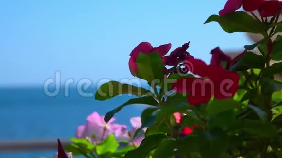 一天一朵红花迎着大海视频的预览图