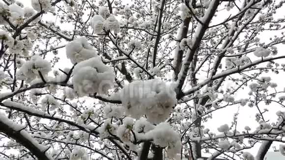 早春樱花晚雪从下面用雪花射向相机视频的预览图