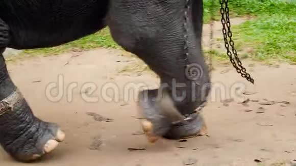 印度大象走路的4K镜头腿上有链子虐待和虐待动物的概念拘留视频的预览图