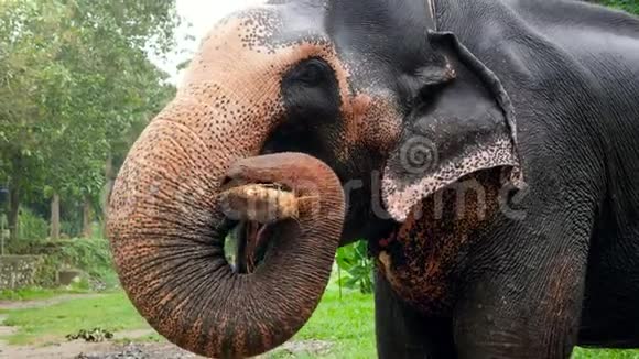特写4k视频印度大象拿着树木登在树干上吃热带丛林森林视频的预览图
