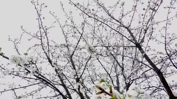 早春樱花晚雪从下面用雪花射向相机视频的预览图