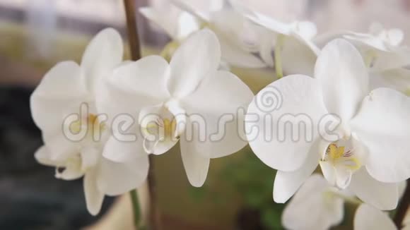 美丽的兰花杵房子里的植物视频的预览图