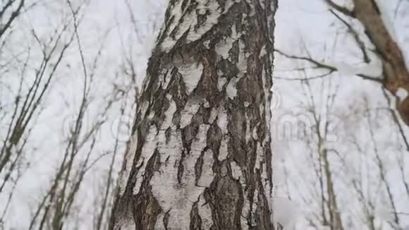 小路在冬季桦木胡同白雪覆盖了桦树冬天的桦树林视频的预览图