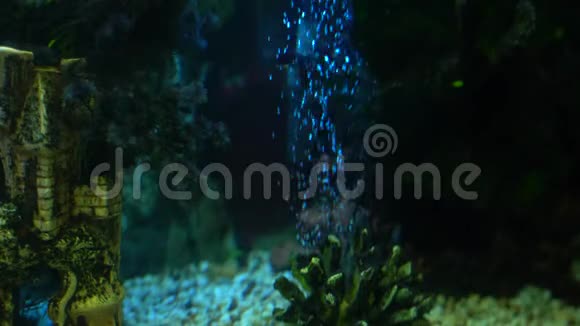 水族箱内有多种植物和氧气泡的五颜六色的鱼视频的预览图