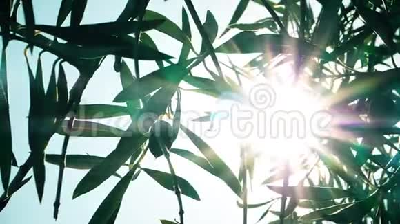 有机生物橄榄枝人工林慢速耀斑视频的预览图