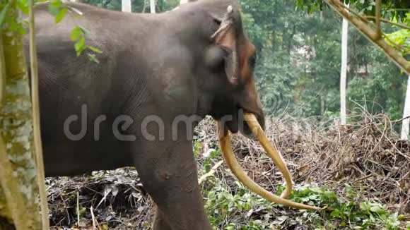 从热带丛林森林的高树上吃树叶的老大象4k镜头视频的预览图