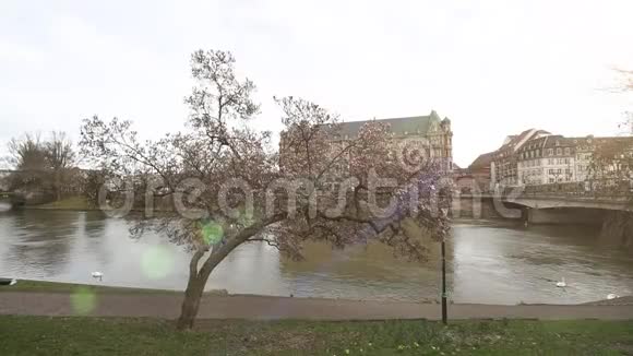 美丽的木兰树盛开着平静的伊利河斯特拉斯堡视频的预览图